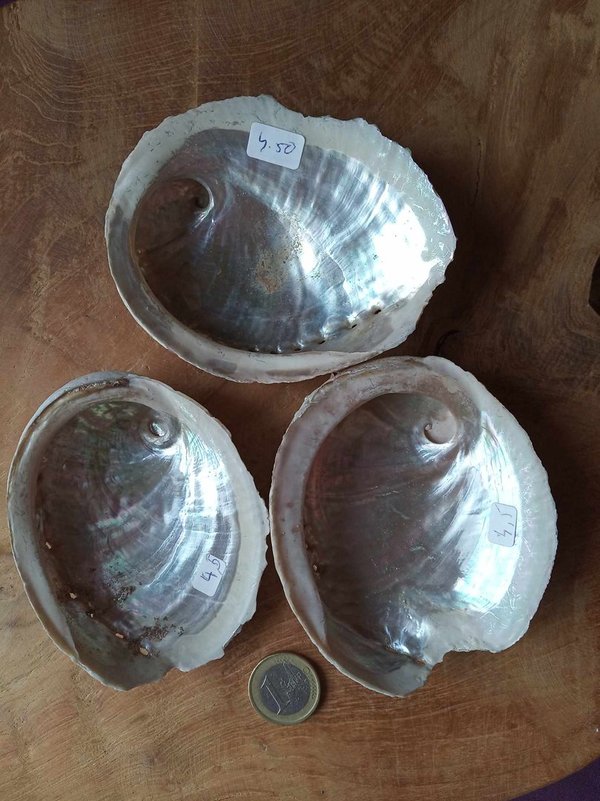 Abalone schelp klein